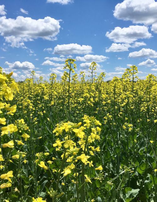 Holmes Agro crop and flowers blue skies