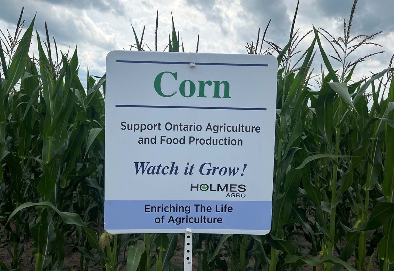 Corn sign "Watch it grow!"