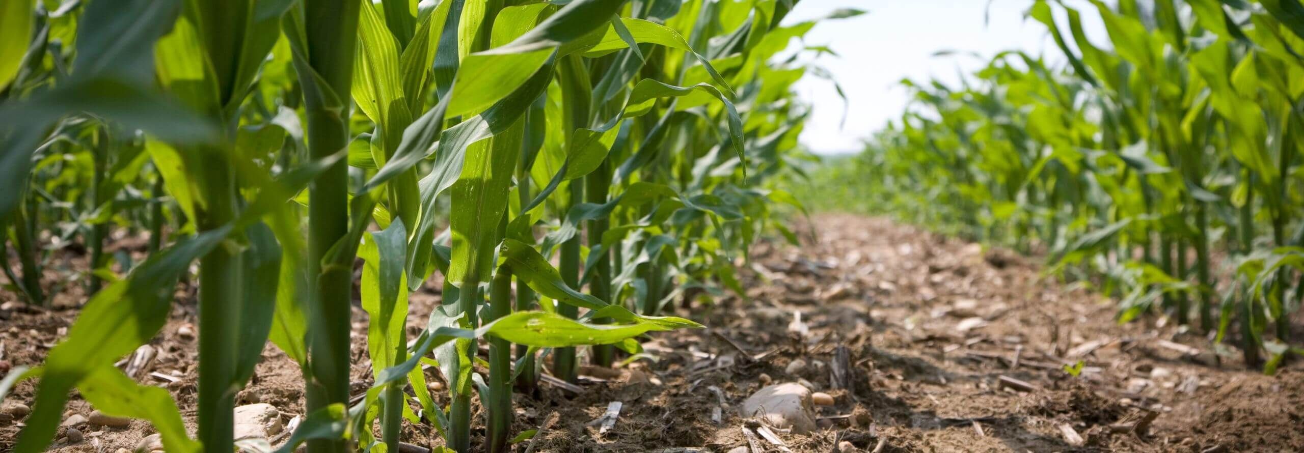 Holmes Agro corn crop biologicals