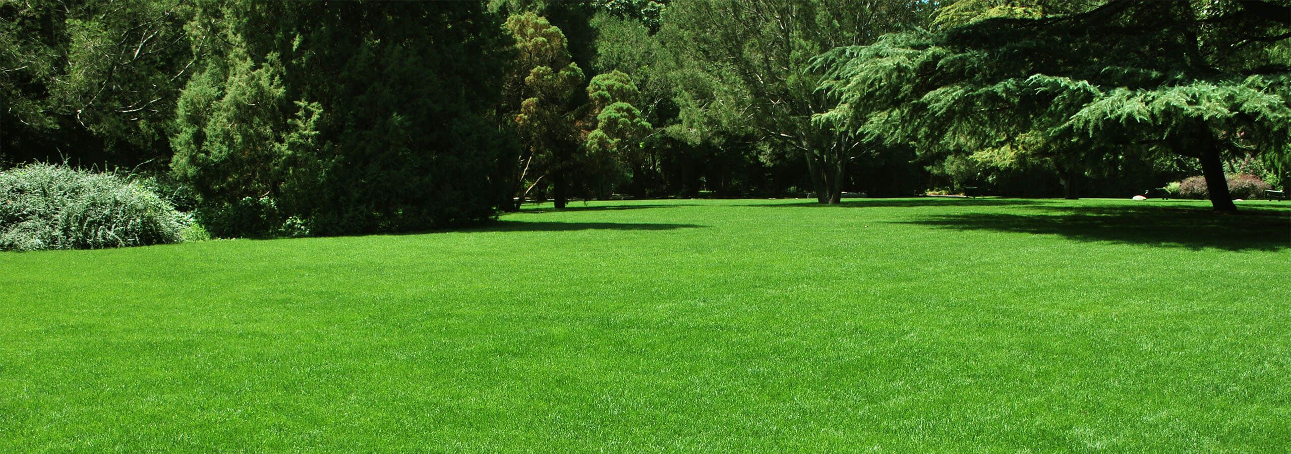 Lawn and garden image turf