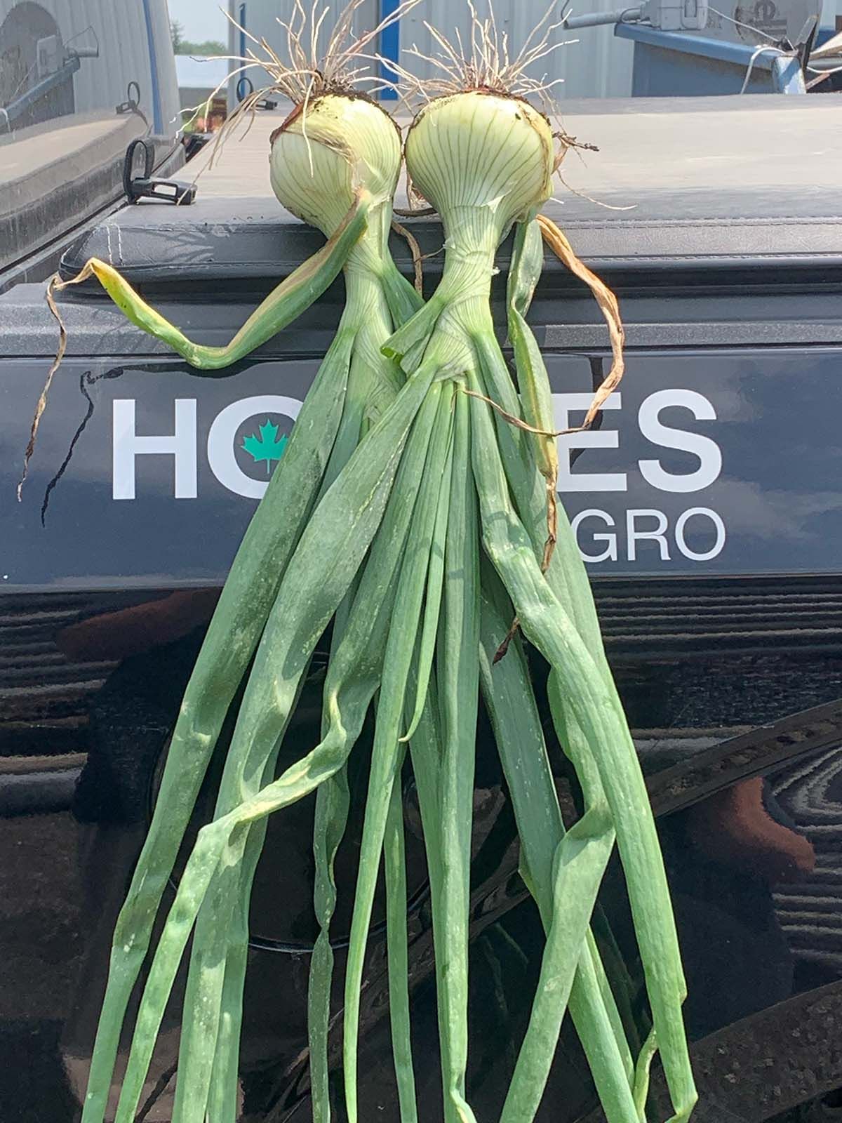 Holmes Agro onions
