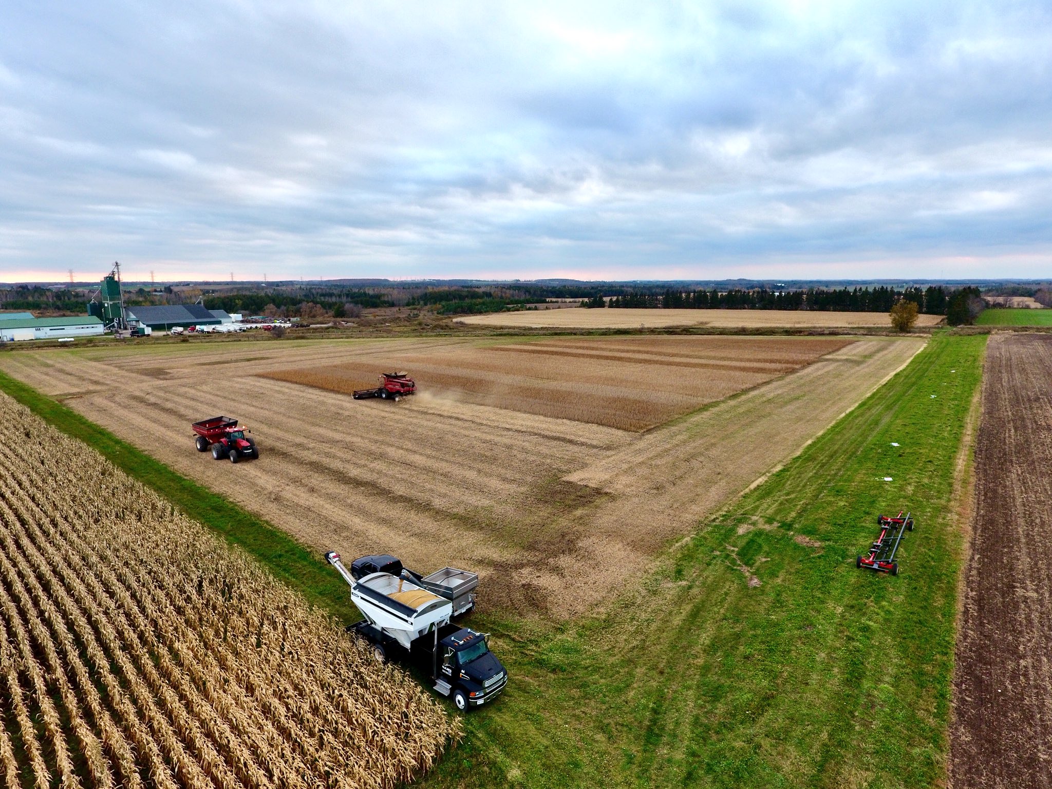 soybean plot