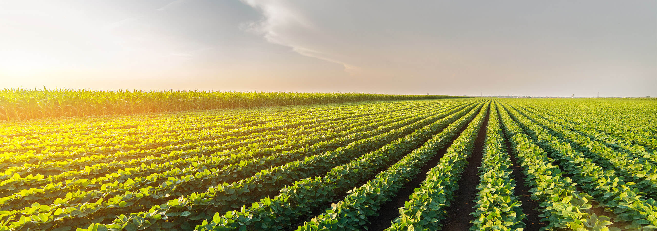 Holmes Agro soybean seed crop