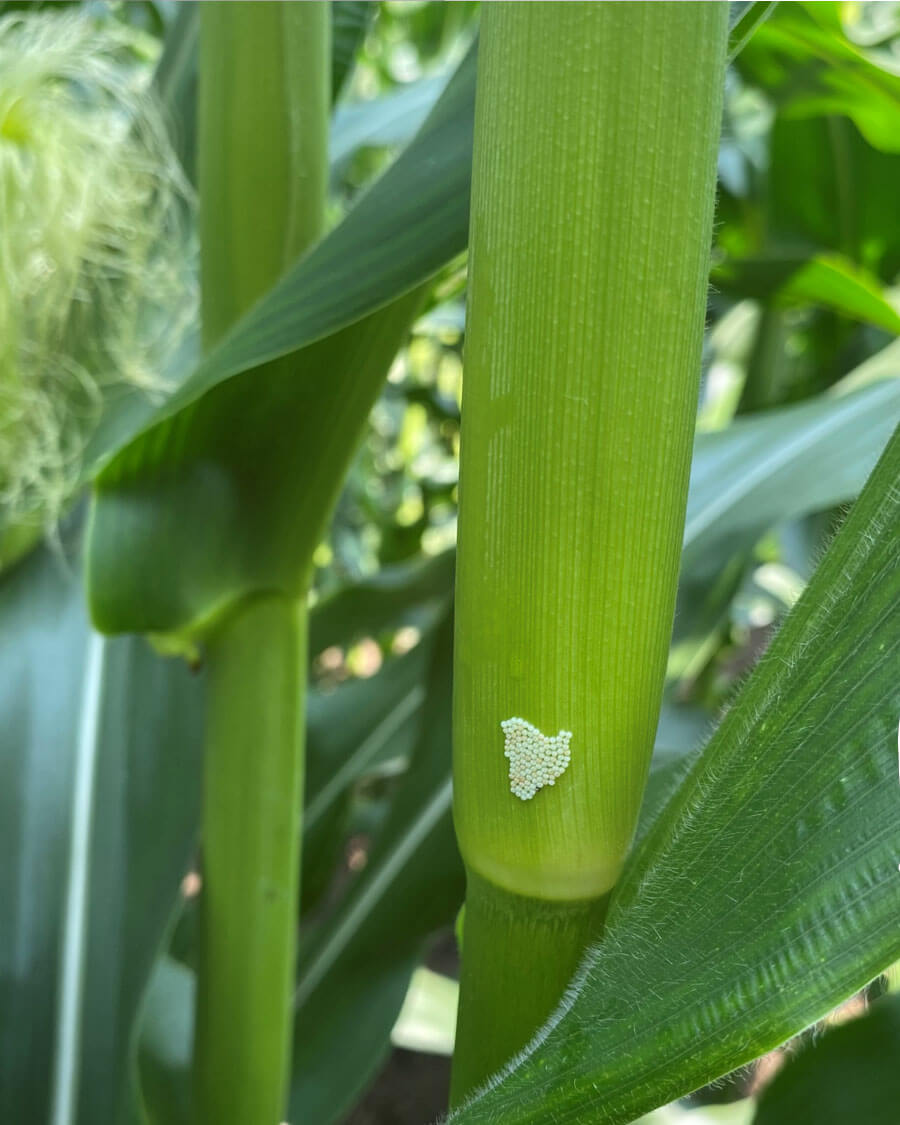 CORN WBC EGG MASS SPOTTING