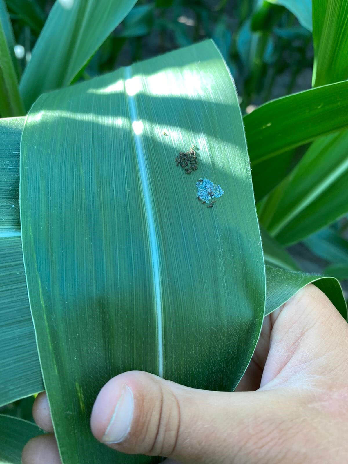 CORN WBC LARVA SPOTTING