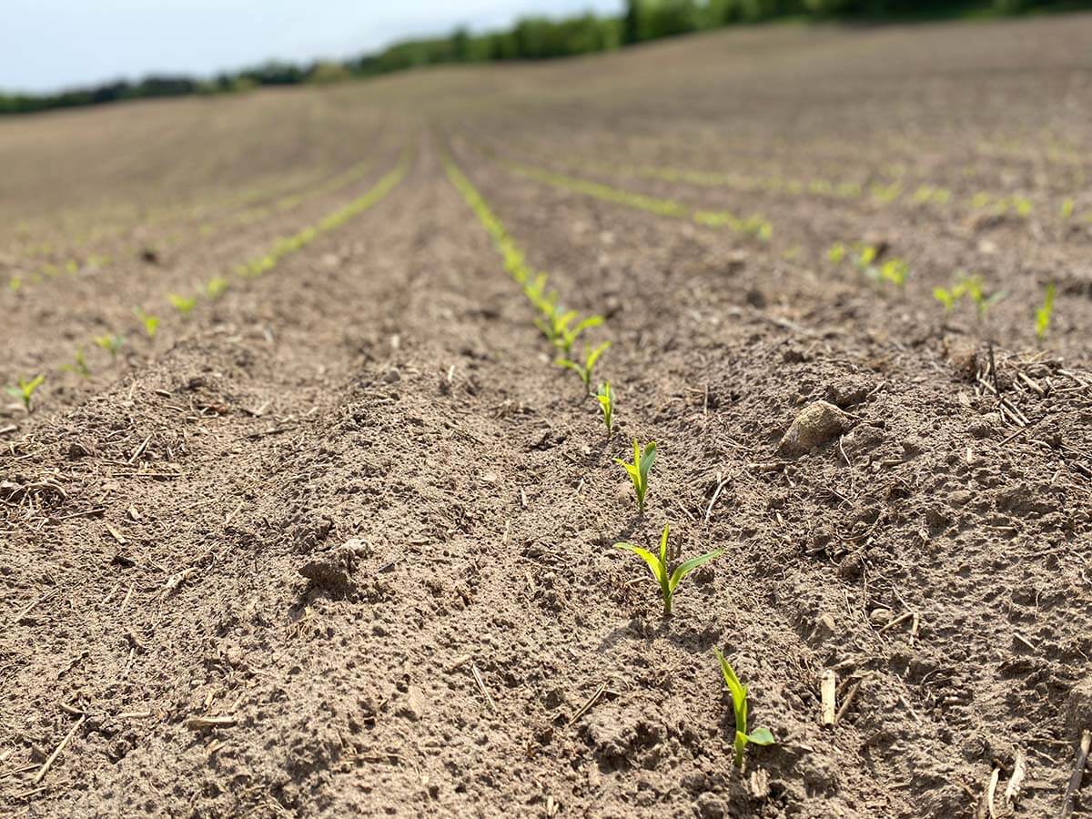 EARLY CORN EMERGENCE EVALUATION
