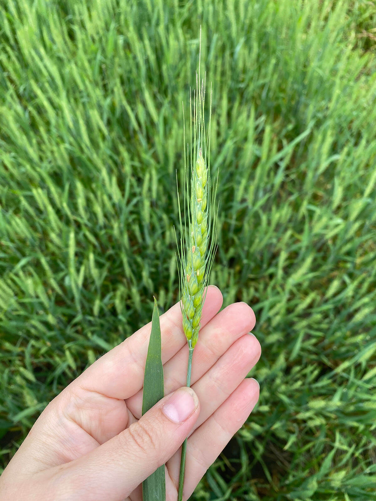 close up of wheat, while still green