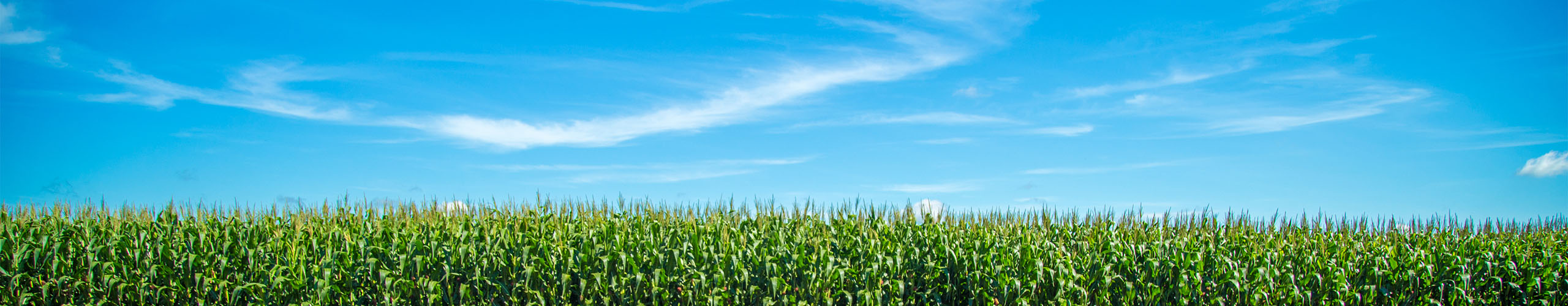 Corn fields under a blue sky