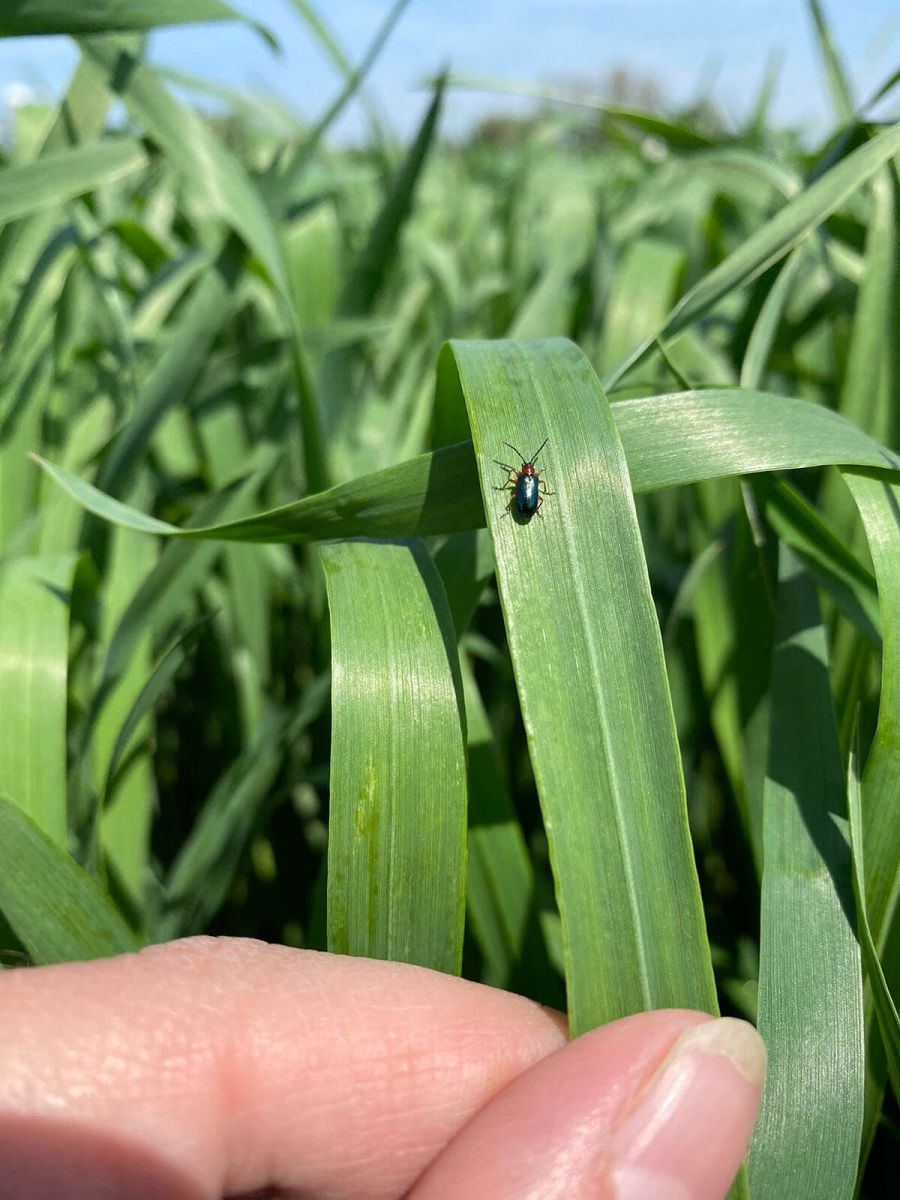 CEREAL LEAF BEETLE IDENTIFICATION