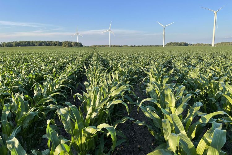 Windmills and corn
