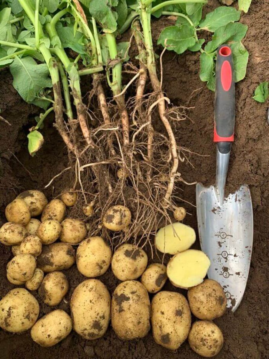 POTATO TUBER DIG ASSESSMENT