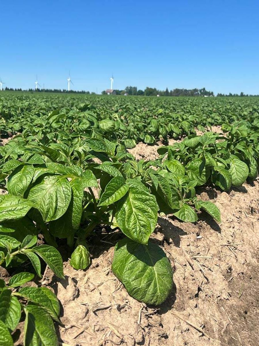 EARLY SEASON POTATO SCOUTING