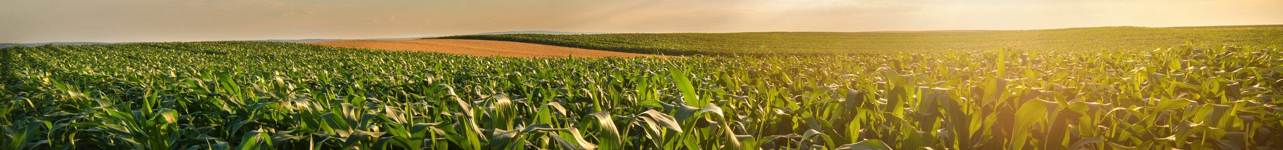 Corn field with sunset