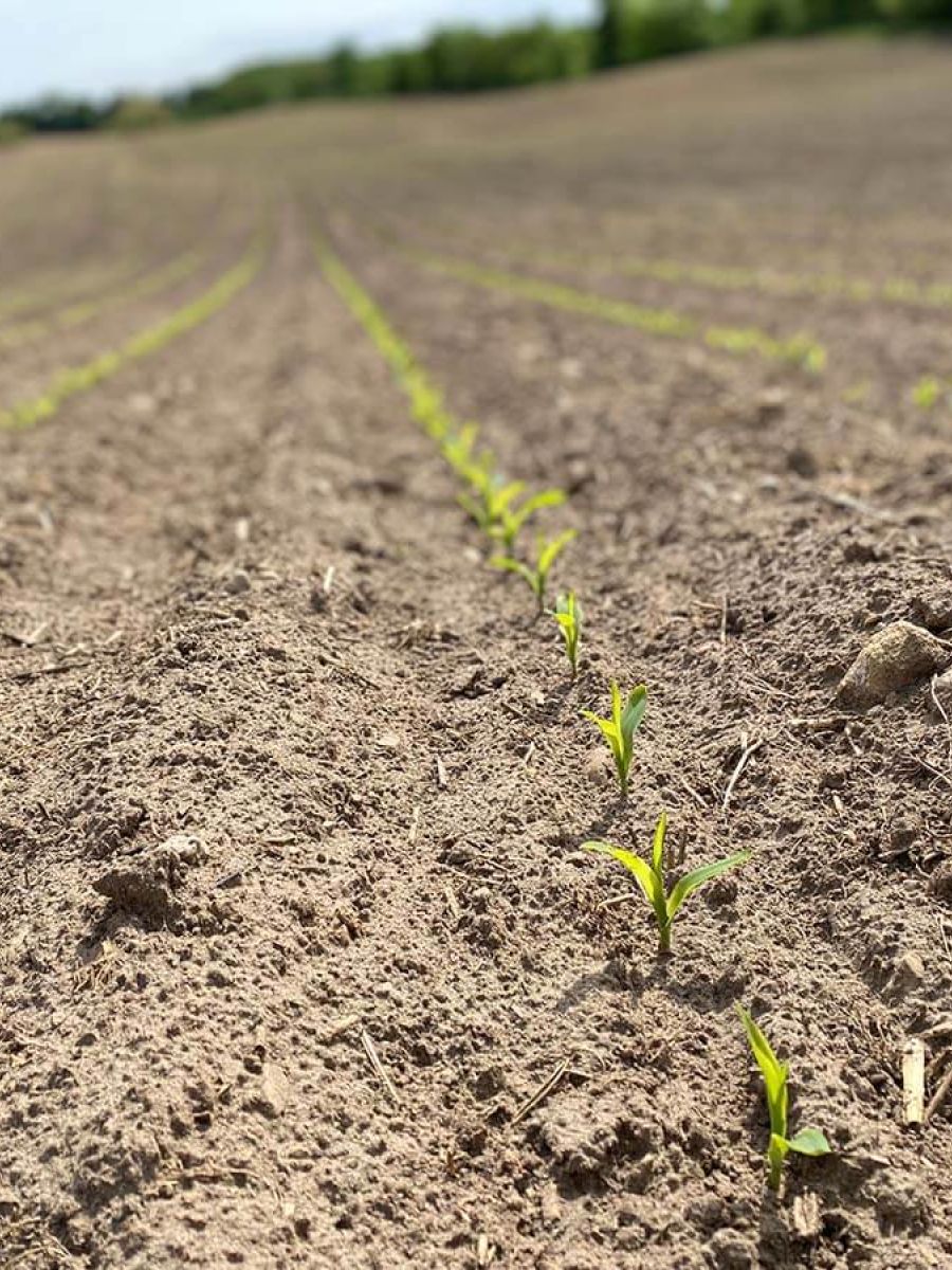 EARLY CORN EMERGENCE EVALUATION