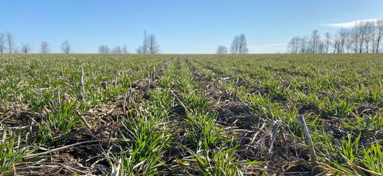 Holmes Agro crop monitoring crop