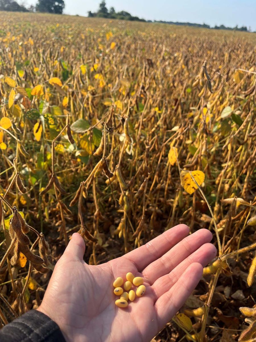 SOYBEAN PREHARVEST CHECK
