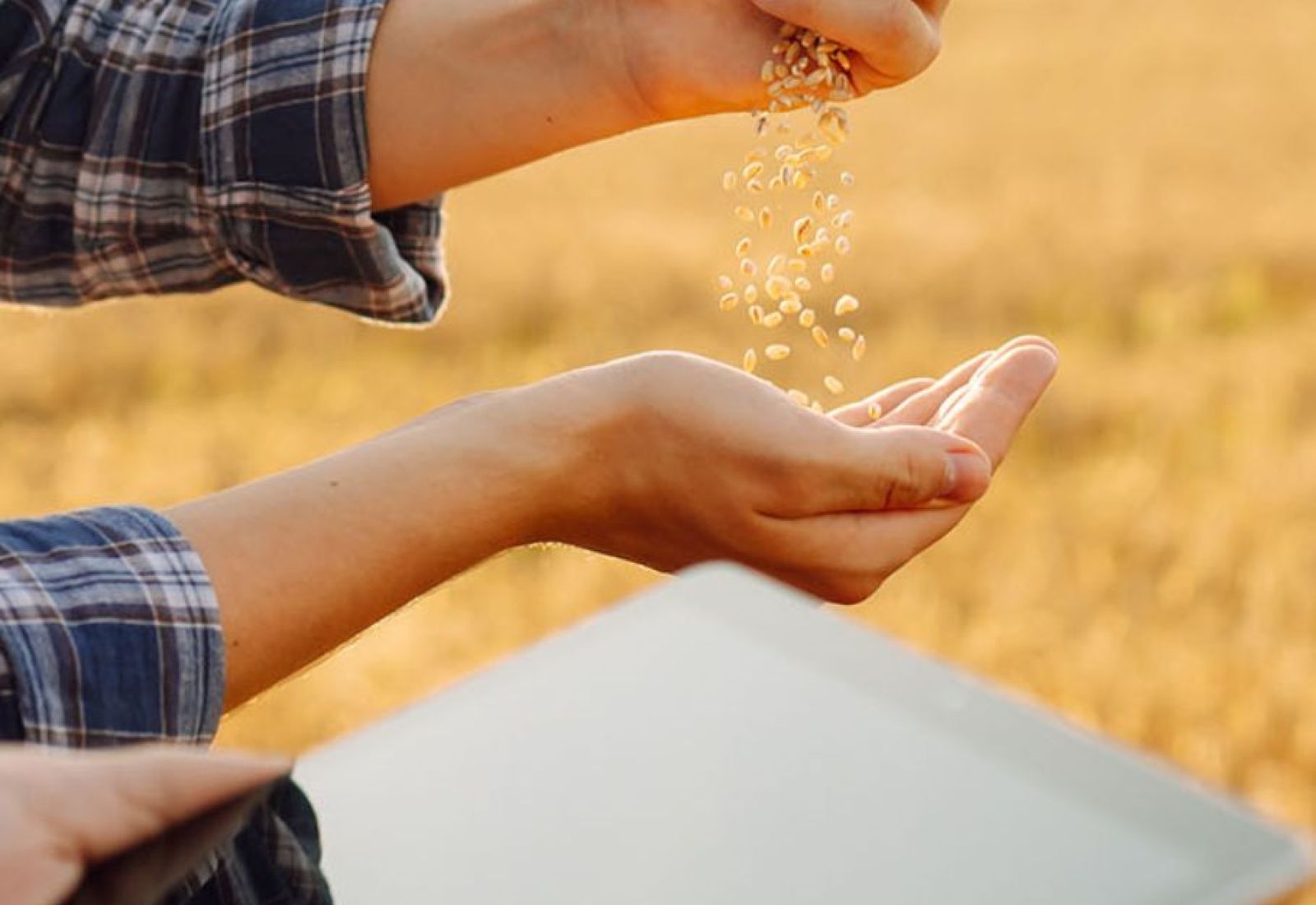 Examining seed