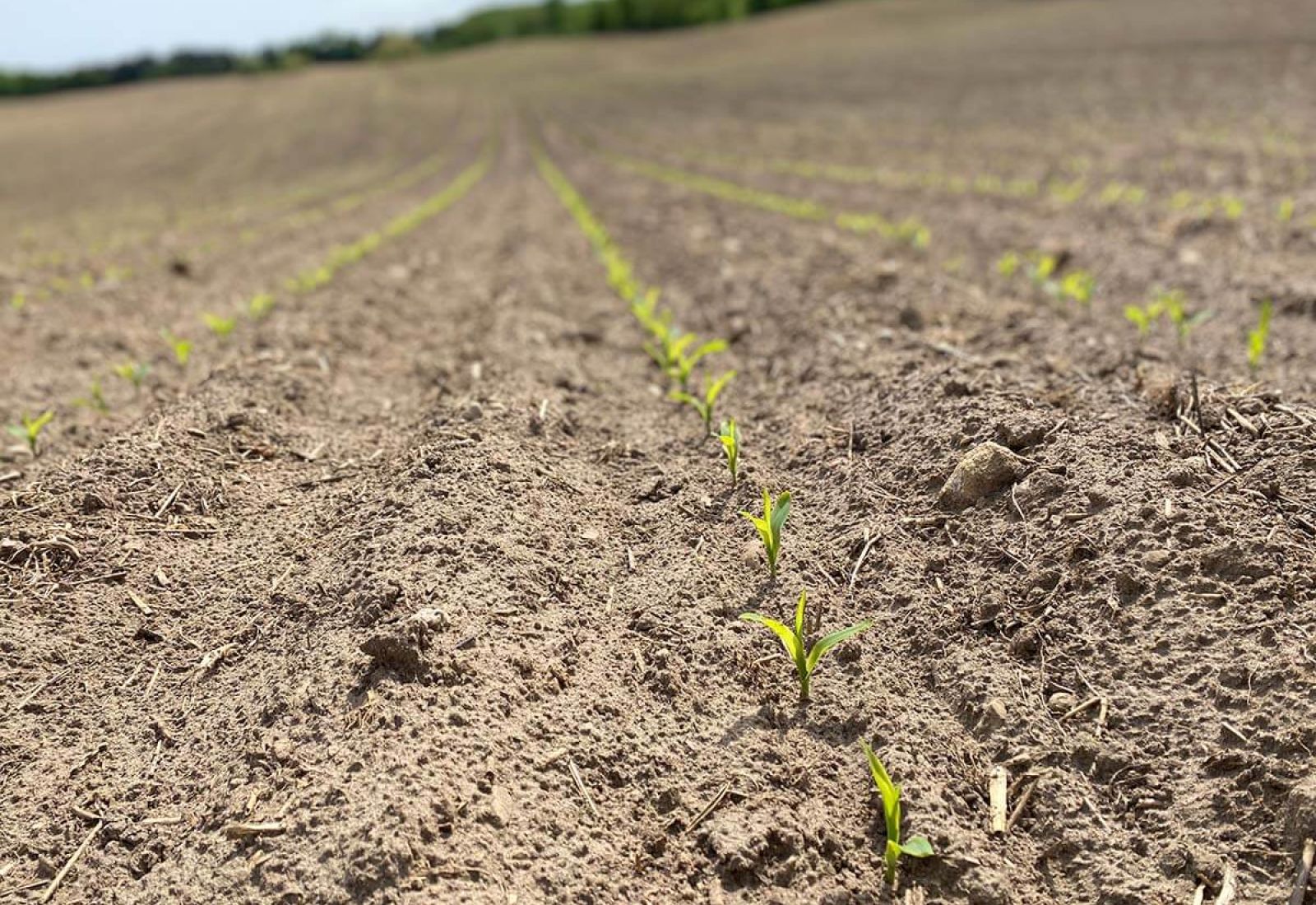 Corn sprouts