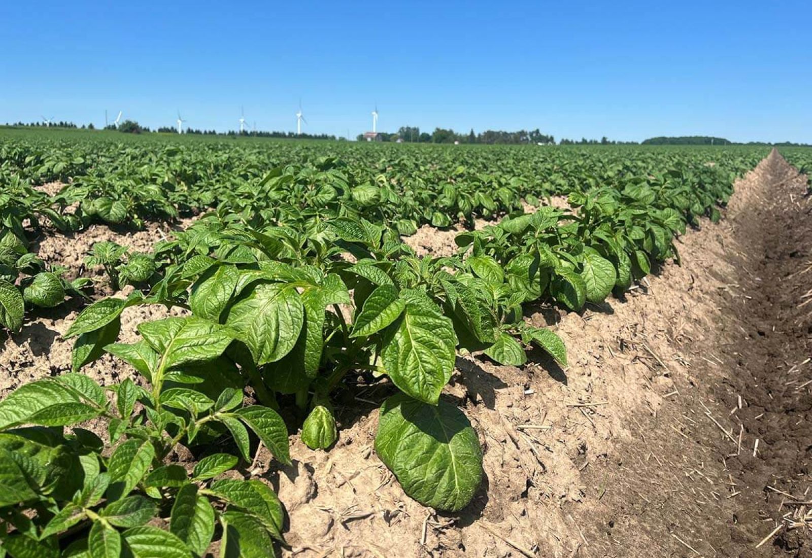 a potato patch