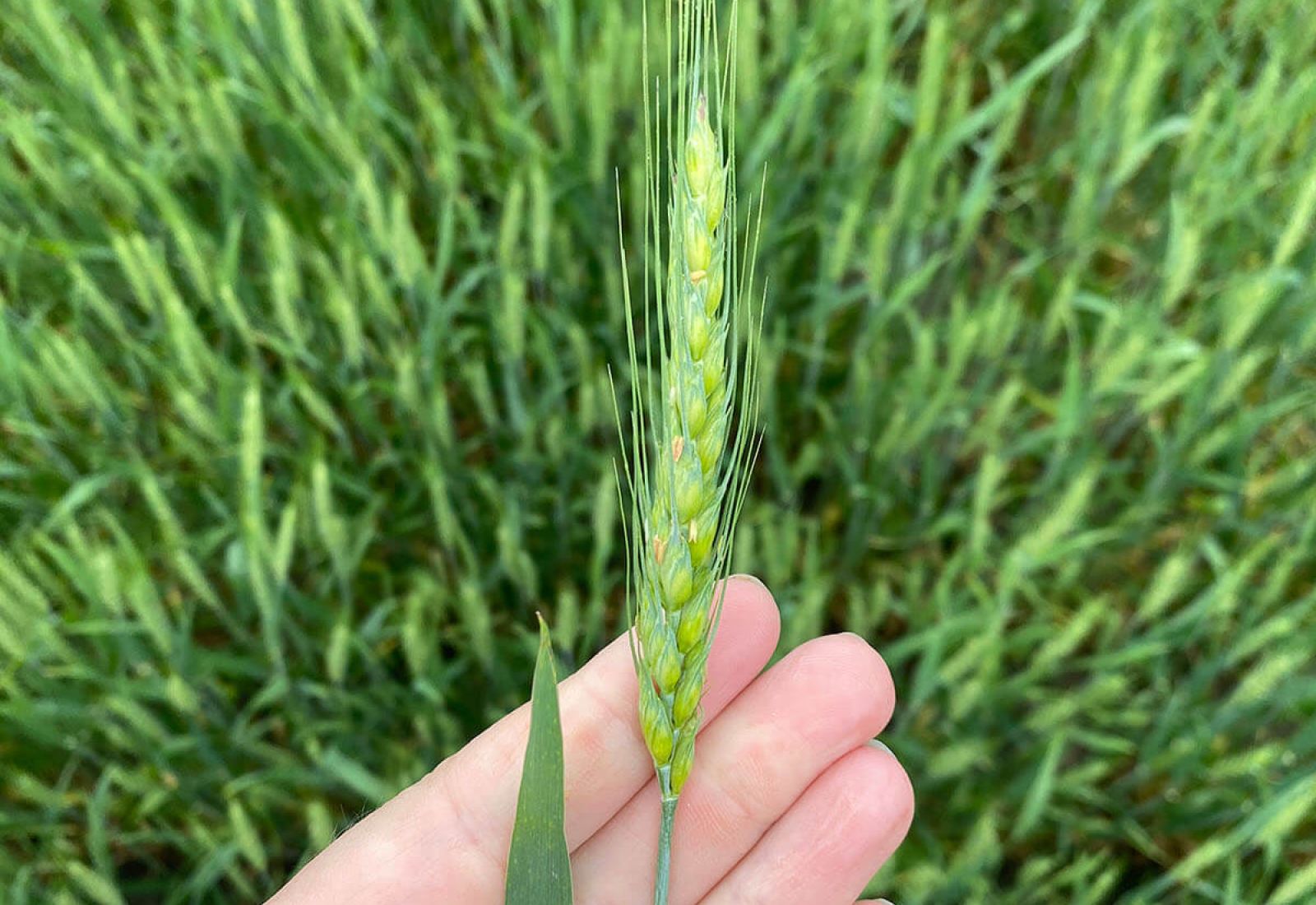 close up of wheat, while still green