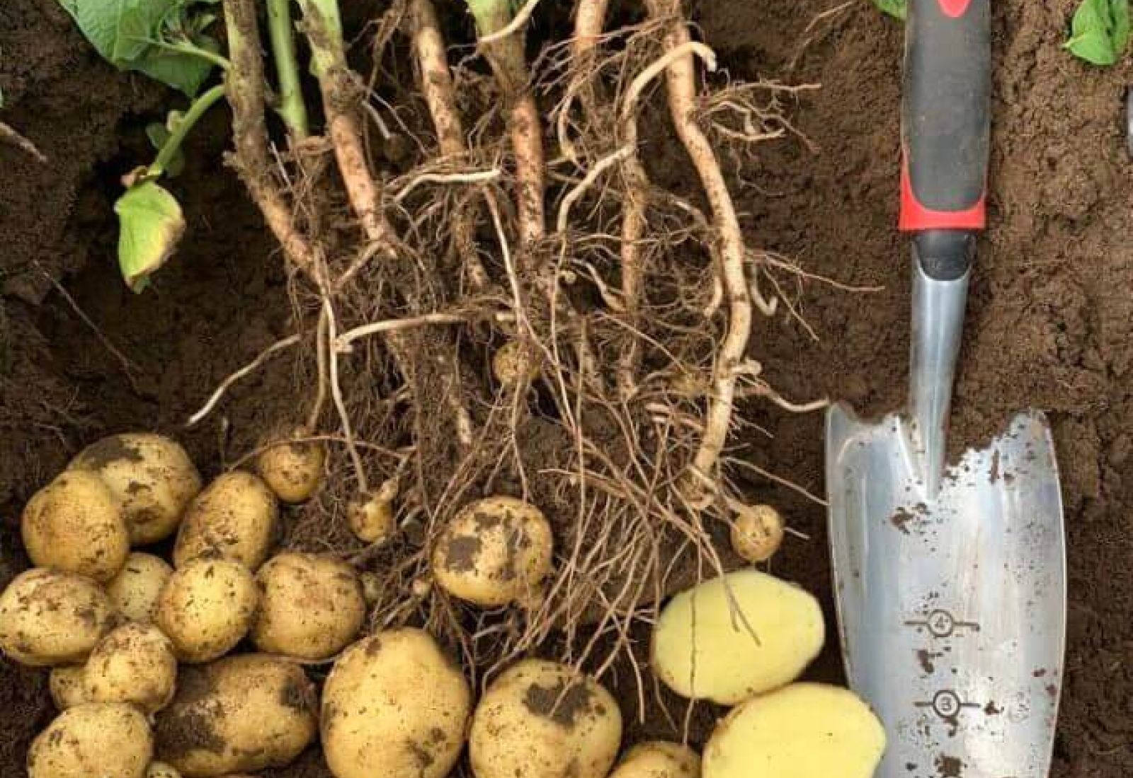 freshly harvested potatoes